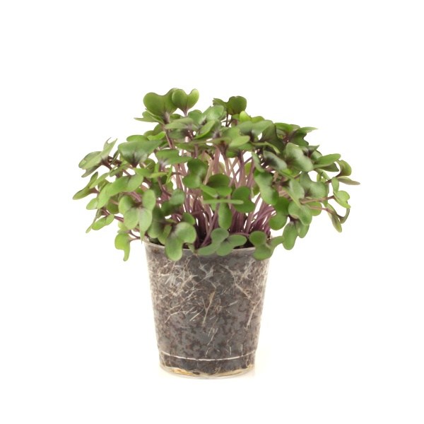 kapusta cervena 7 dni